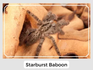 Starburst Baboon