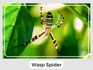 Wasp Spider Picture