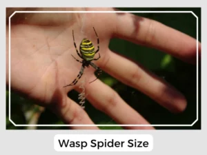 Wasp Spider Size