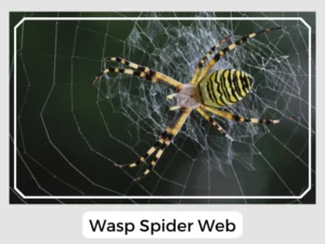 Wasp Spider Web