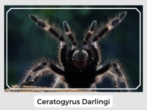 Ceratogyrus Darlingi