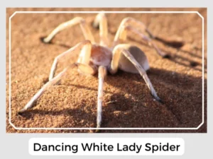 Dancing White Lady Spider