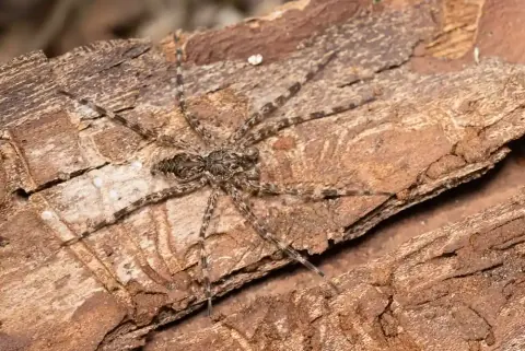 Dark Fishing Spider