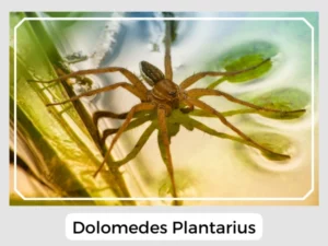 Dolomedes Plantarius