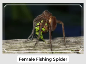 Female Fishing Spider