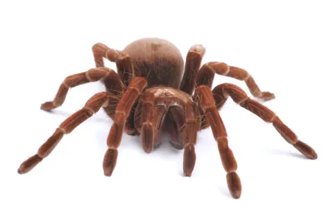 Female Goliath Birdeater