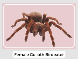 Female Goliath Birdeater