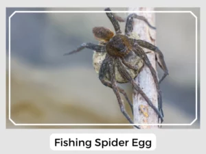 Fishing Spider Egg