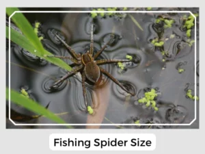 Fishing Spider Size