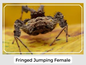 Fringed Jumping Female