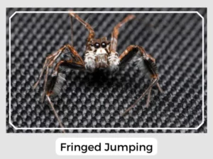 Fringed Jumping Image