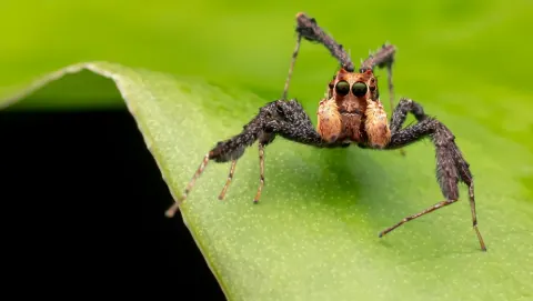 Fringed Jumping Spider Size