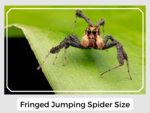 Fringed Jumping Spider Size