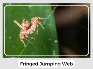 Fringed Jumping Web