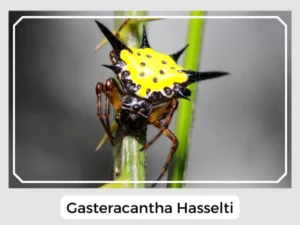 Gasteracantha Hasselti