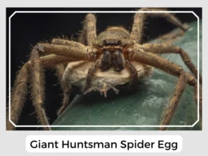 Giant Huntsman Spider Egg