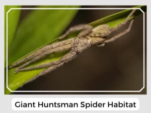 Giant Huntsman Spider Habitat