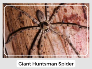 Giant Huntsman Spider Image