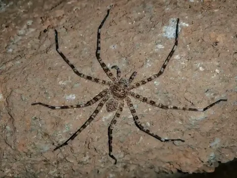 Giant Huntsman Spider Size
