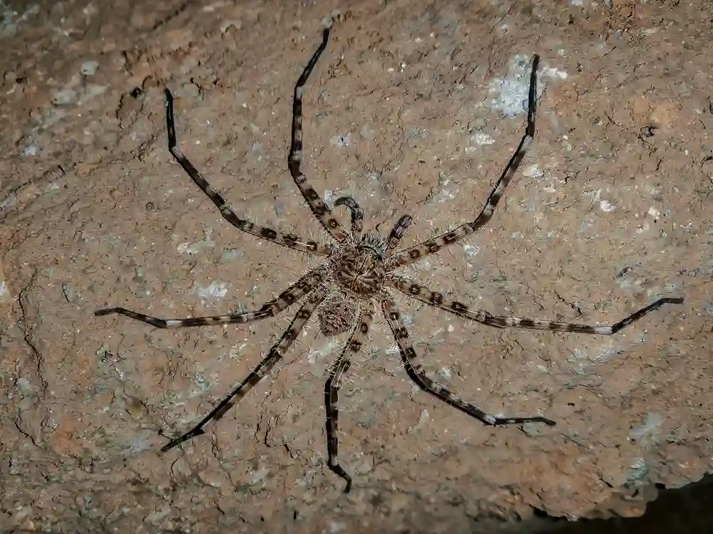 Giant Huntsman Spider Size