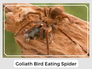 Goliath Bird Eating Spider