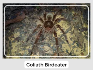 Goliath Birdeater