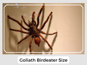 Goliath Birdeater Size