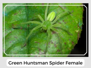 Green Huntsman Spider Female