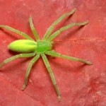 Green Huntsman Spider Picture