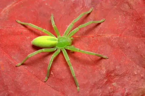 Green Huntsman Spider Picture