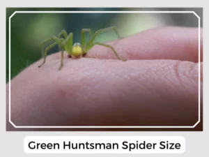 Green Huntsman Spider Size