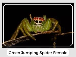 Green Jumping Spider Female