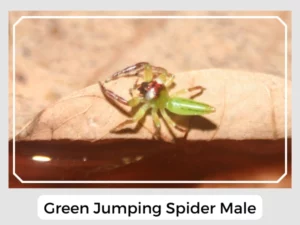 Green Jumping Spider Male