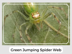 Green Jumping Spider Web