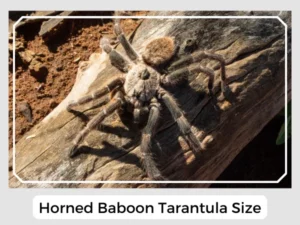 Horned Baboon Tarantula Size
