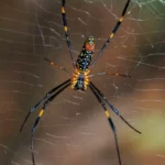 Joro Spider Size