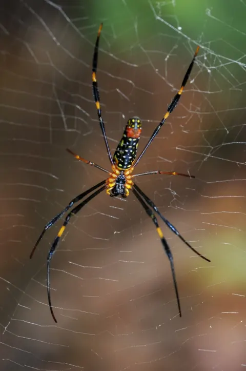 Joro Spider Size