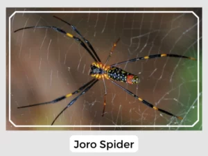 Joro Spider Size