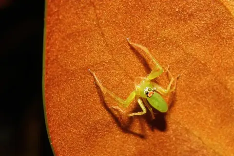 Jumping Green Spider