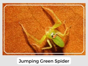 Jumping Green Spider