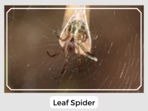 Leaf Spider