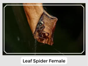 Leaf Spider Female