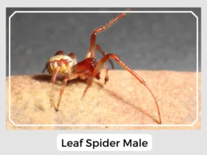 Leaf Spider Male