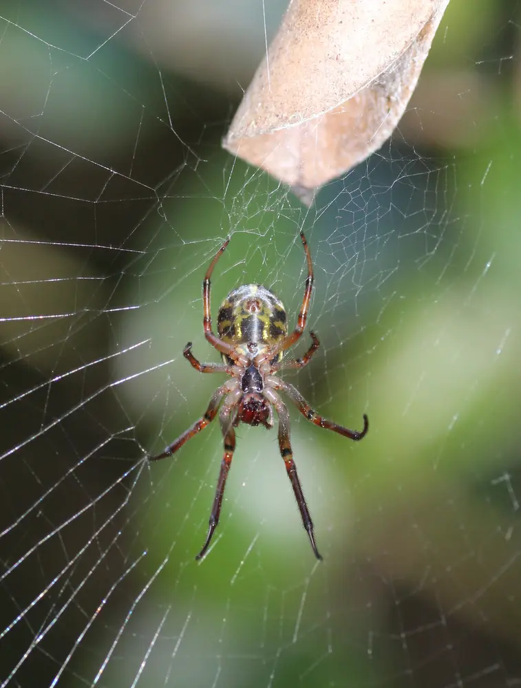 Leaf Spider Size