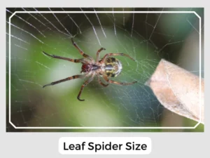 Leaf Spider Size