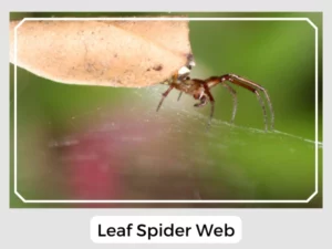 Leaf Spider Web