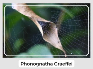 Phonognatha Graeffei