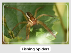 Picture of Fishing Spiders