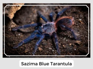 Sazima Blue Tarantula