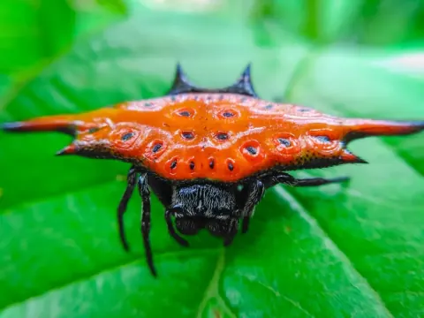Spiny Backed Orb Weaver Spider